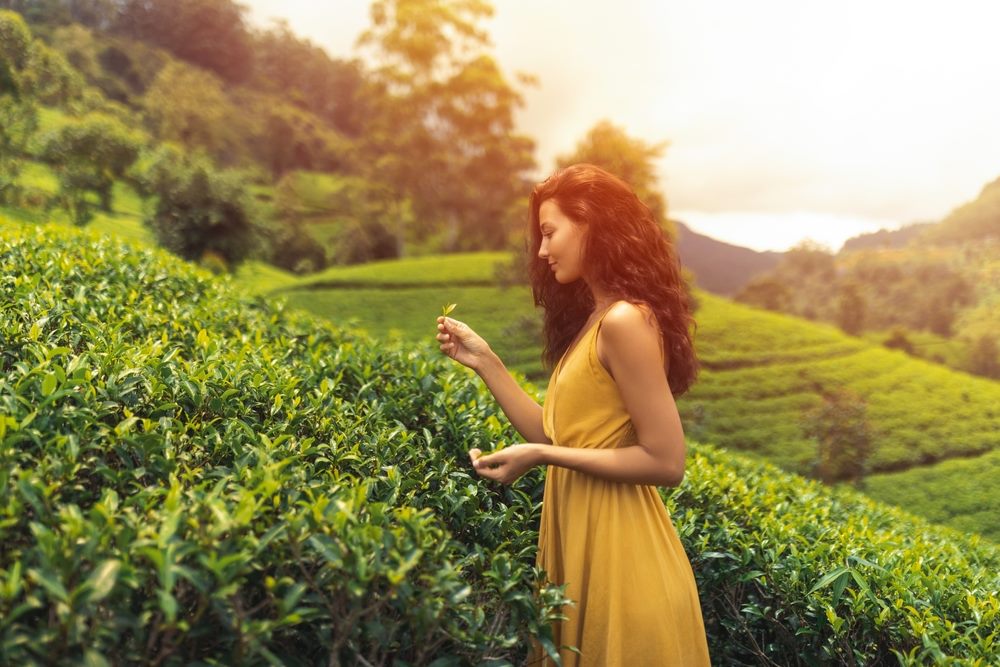 Tea country