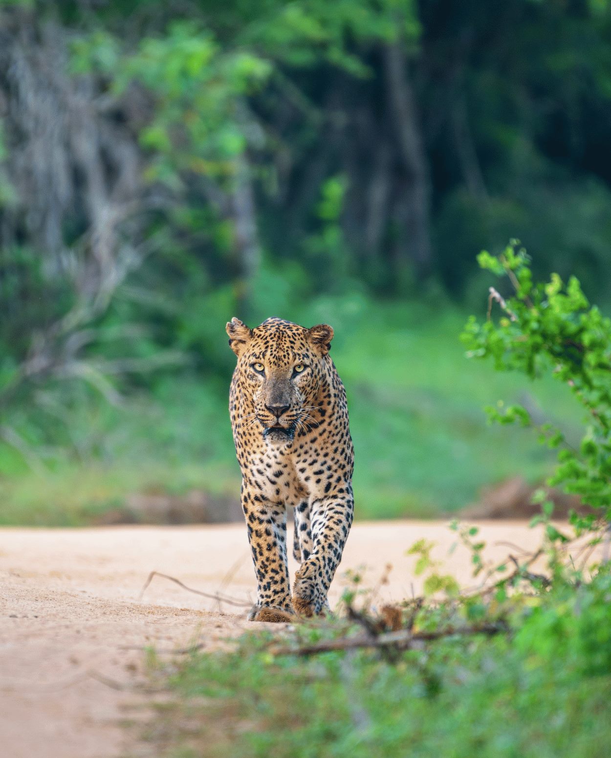 Yala leopard safari